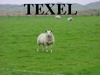 Texel Herbst 2000